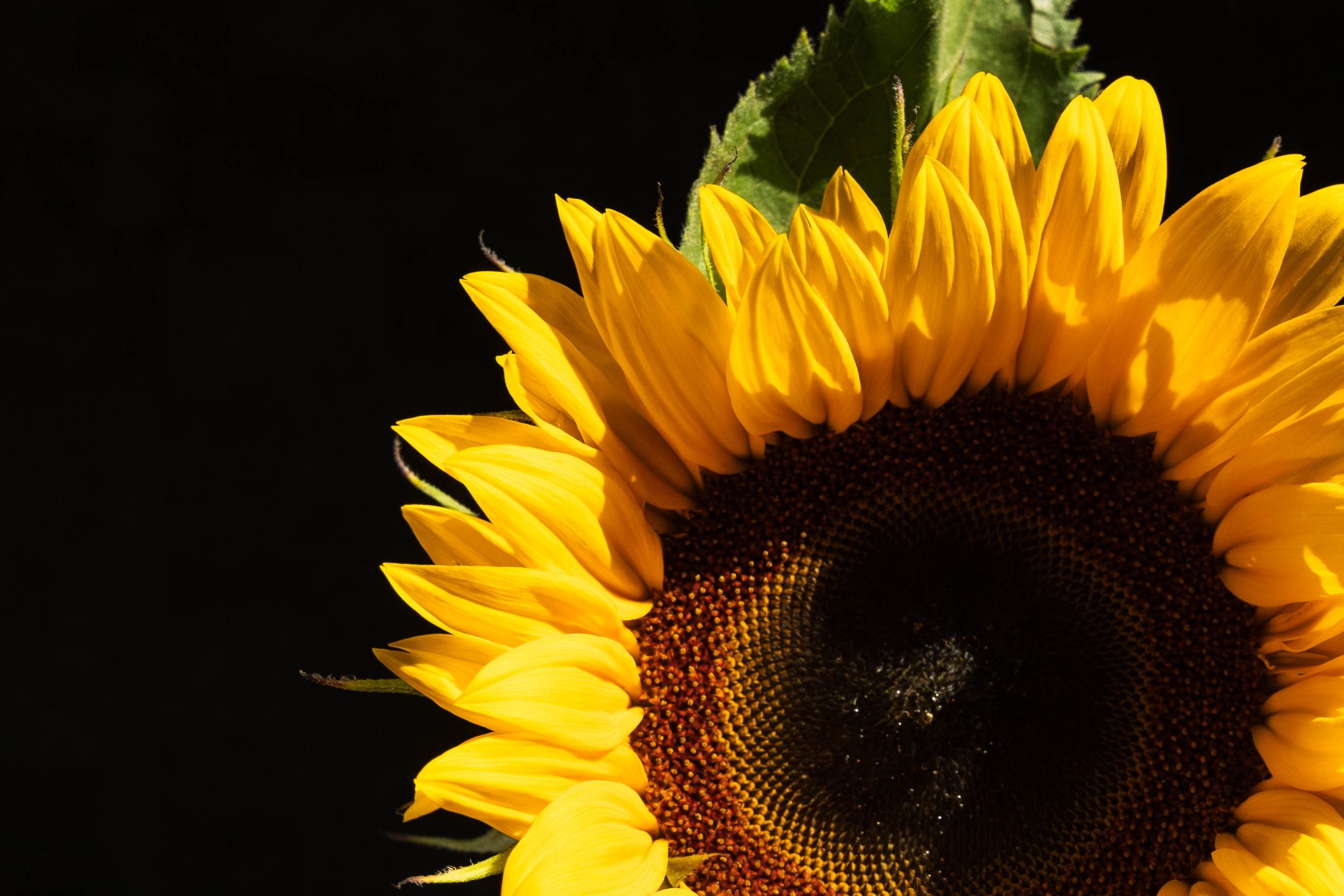 Helianthus – Zonnebloem-20